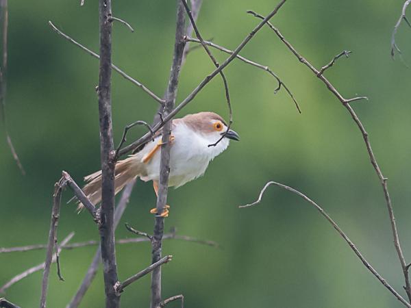<h3><a href="/trips/srilanka/biota/animalia/chordata/aves/040 passeriformes/092 sylviidae/chrysomma sinense/chrysomma sinense-nl.html">Chrysomma&nbsp;sinense</a> / Yellow‑eyed&nbsp;babbler / Goudoogtimalia</h3>NIKON D500 met AF-S Nikkor 300mm f/2.8G IF-ED VR II, 1/320 sec  bij F5.0, ISO 1250, afstand 29.8&nbsp;m